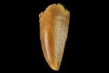 Serrated, Raptor Tooth - Real Dinosaur Tooth #137200-1